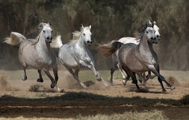 الخيل العربي الاصيل - اهم المعلومات عن الخيول العربية الاصيلة 1481 13