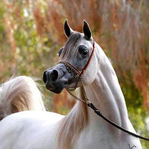 خيل عربي اصيل،اشهر الخيول العربيه في العالم 5788 4