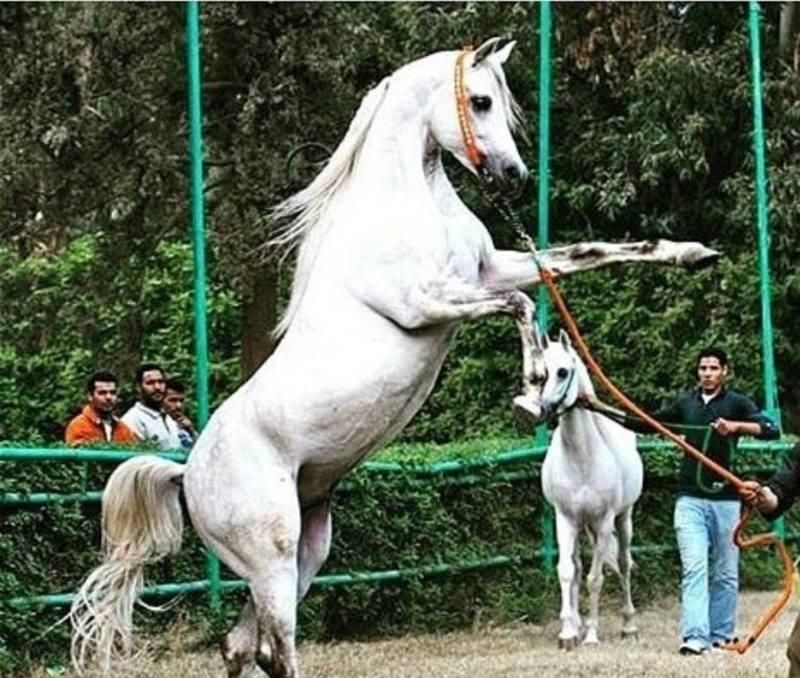 خيل عربي اصيل،اشهر الخيول العربيه في العالم 5788 8