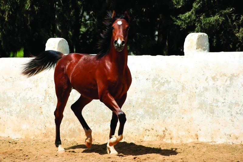 خيل عربي اصيل،اشهر الخيول العربيه في العالم 5788 12