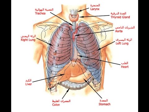 صور جسم الانسان،ما اجمل ابداع الله في خلقه 5756