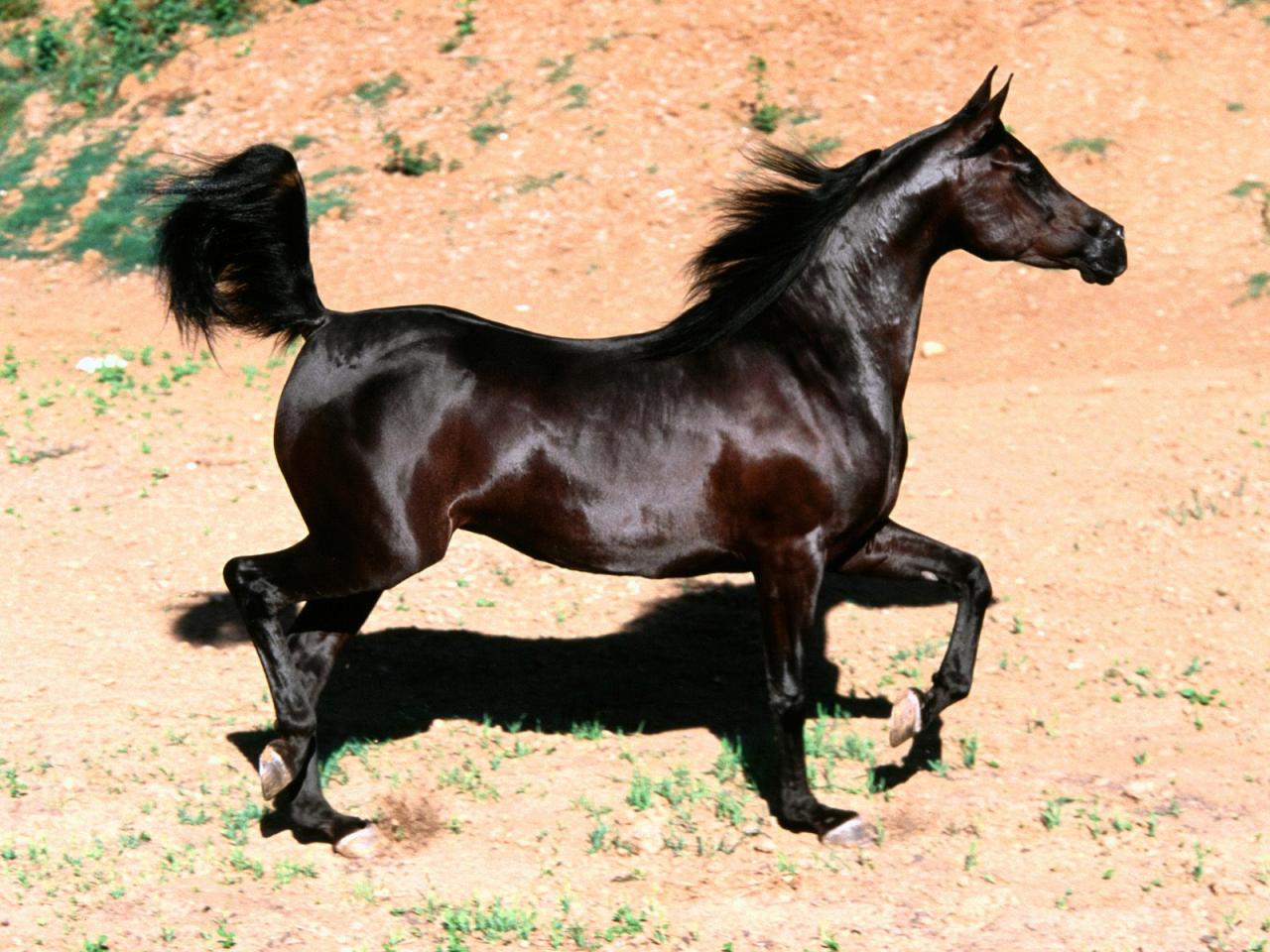 خيل عربي اصيل،اشهر الخيول العربيه في العالم 5788 5