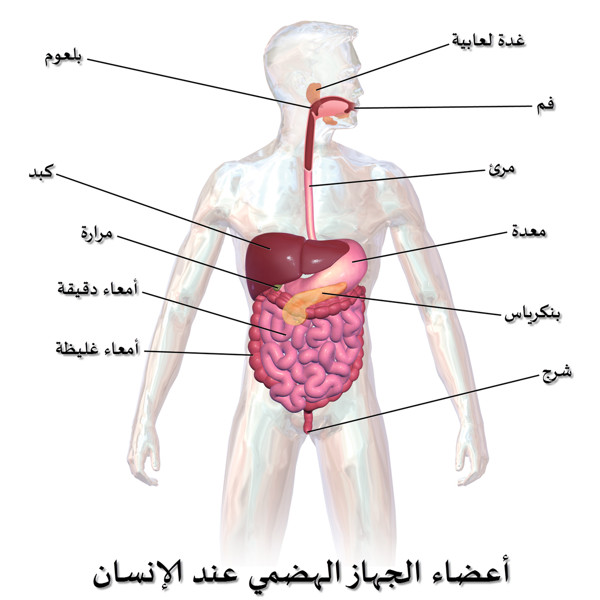 جسم الانسان بالصور - يوجد صوركثيرةلجسم الانسان 3220 1