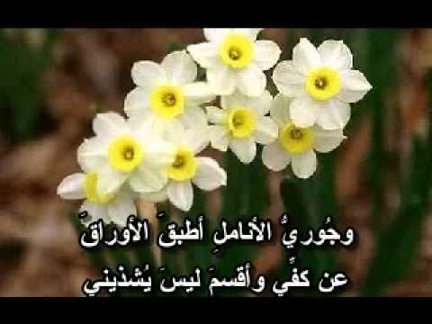 شعر عن الورد - اجمل الاشعار عن الورود 1271 1