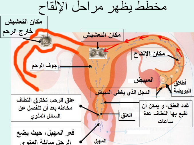 كيف اعرف ان البويضة جاهزة للتلقيح - كيف تشعر المراة عندتلقيح البويضة 12779 1