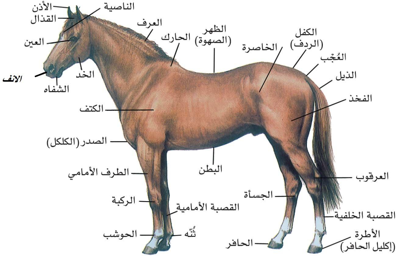 الخيل العربي الاصيل - اهم المعلومات عن الخيول العربية الاصيلة 1481 5