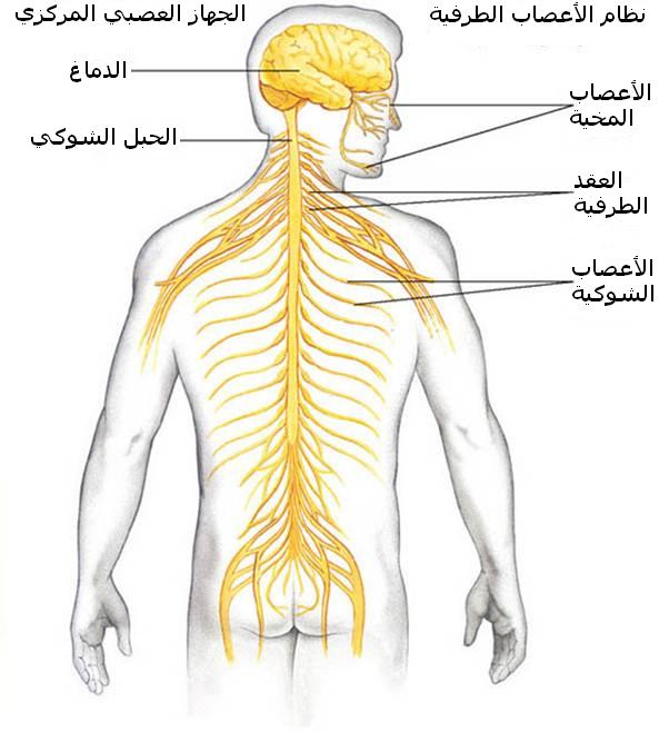 صور جسم الانسان،ما اجمل ابداع الله في خلقه 5756 5