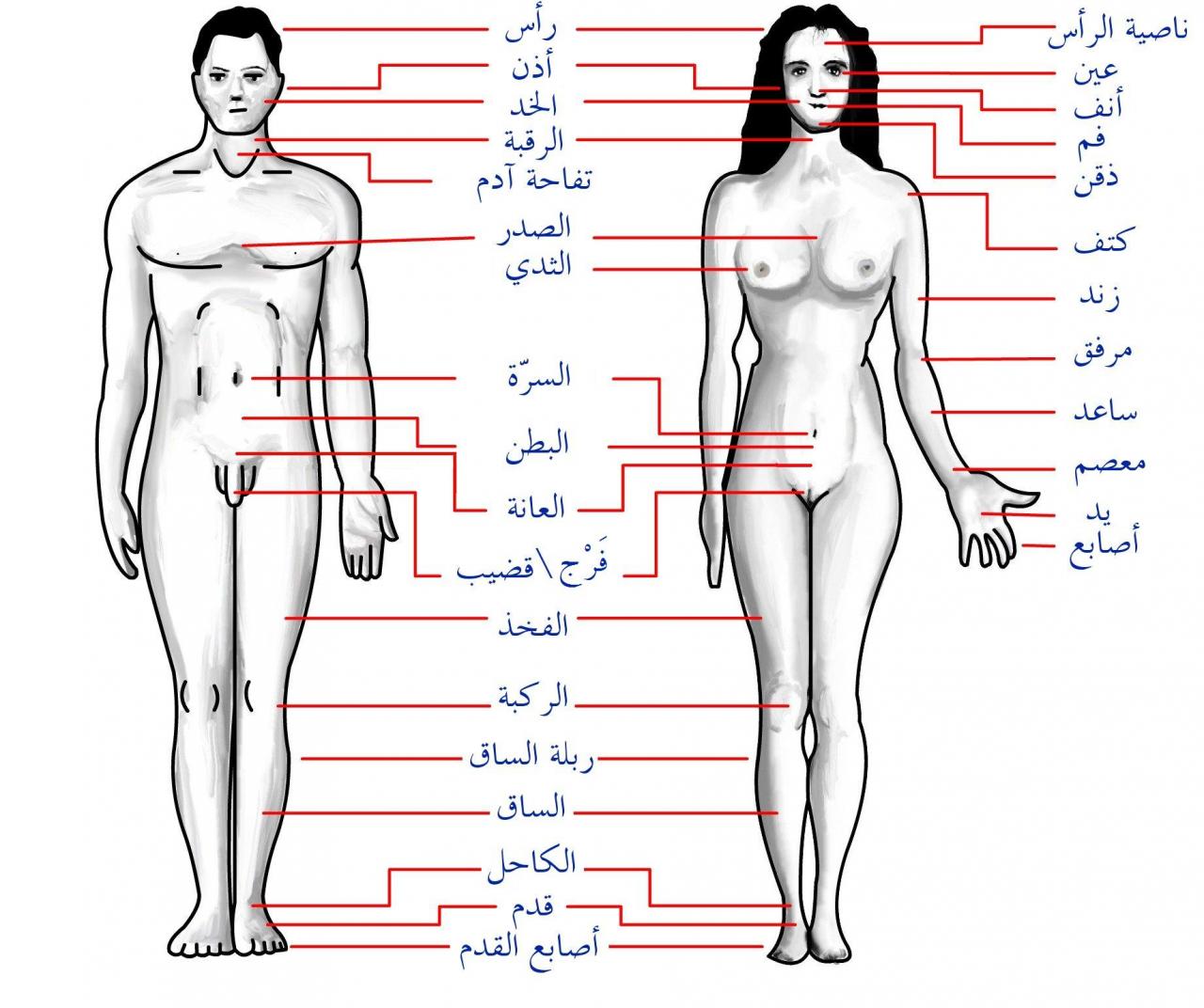 جسم الانسان بالصور - يوجد صوركثيرةلجسم الانسان 3220 2