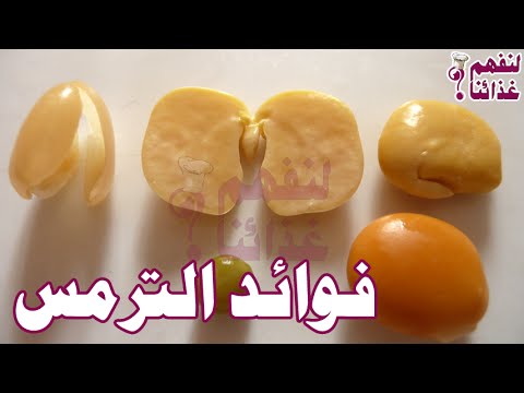 ما هو الترمس - مما يتكون الترمس 5289 3