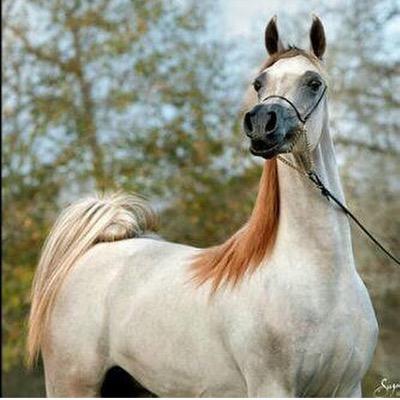 خيل عربي اصيل،اشهر الخيول العربيه في العالم 5788 13