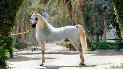 خيل عربي اصيل , اشهر الخيول العربيه في العالم