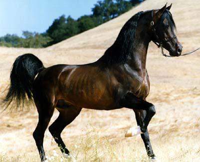 الخيل العربي الاصيل , اهم المعلومات عن الخيول العربية الاصيلة