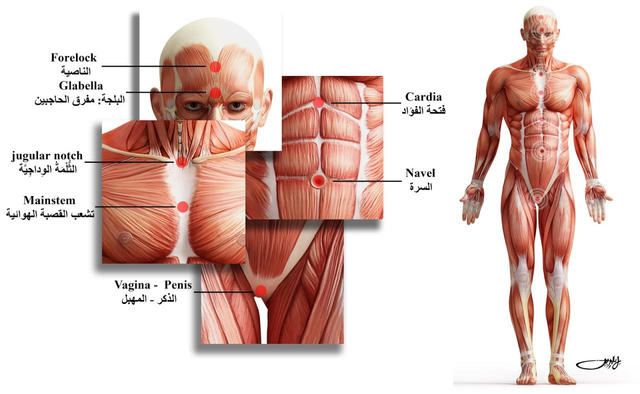 جسم الانسان بالصور - يوجد صوركثيرةلجسم الانسان 3220 4