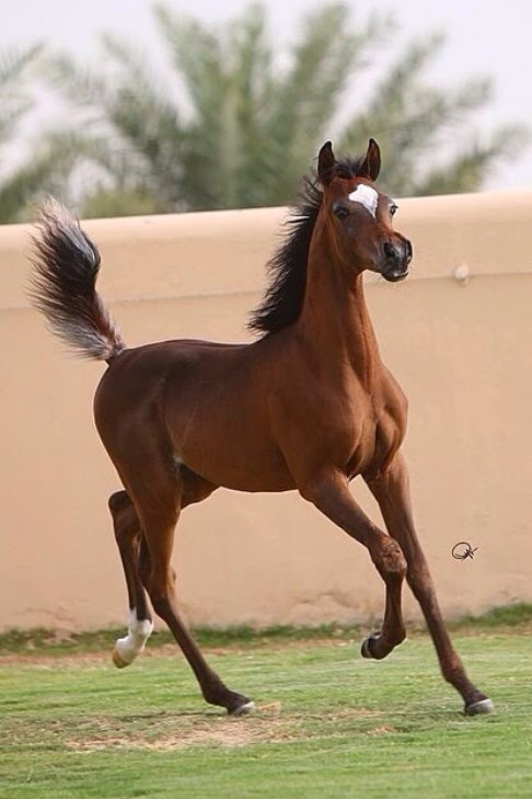 خيل عربي اصيل،اشهر الخيول العربيه في العالم 5788 3