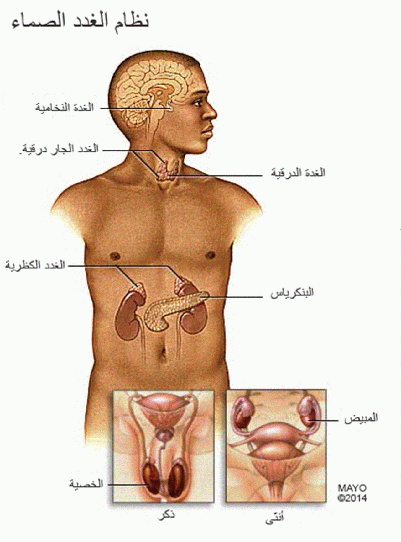 من اهم الغدد فى الجسم , الغدة الكظرية واعراضها