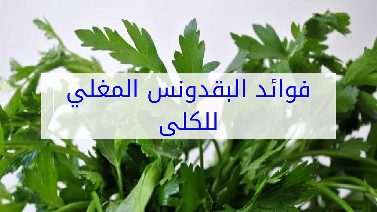 فوائد البقدونس المغلي 11878