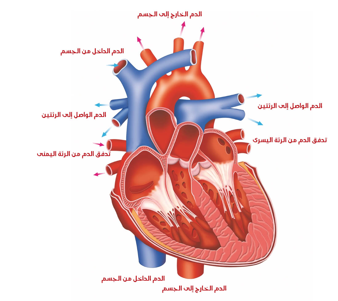 صور قلب الانسان - قلب الانسان 3986 3