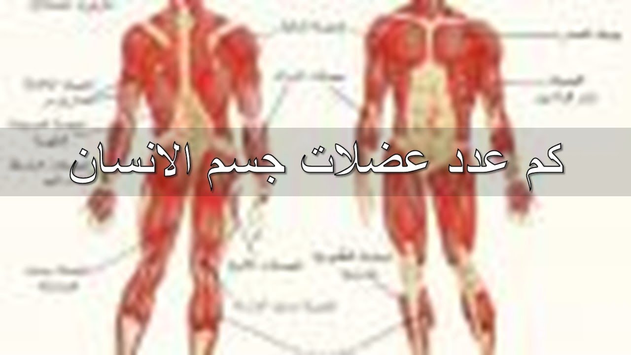 كم عدد عضلات جسم الانسان - عدد الانسان البشرى 5322 1