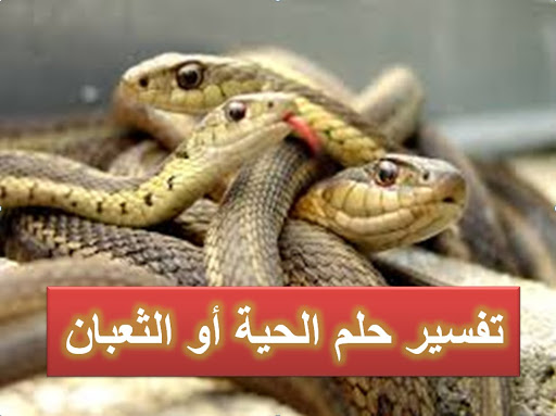 الافعى السوداء في المنام - تفسير رؤية النائم للافعى السوداء في الحلم 1461 3