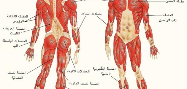 كم عدد عضلات جسم الانسان - عدد الانسان البشرى 5322 4