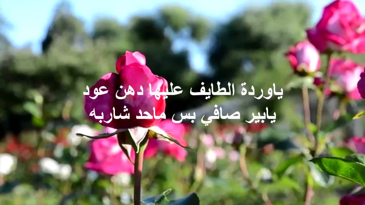 شعر عن الورد - اجمل الاشعار عن الورود 1271 4