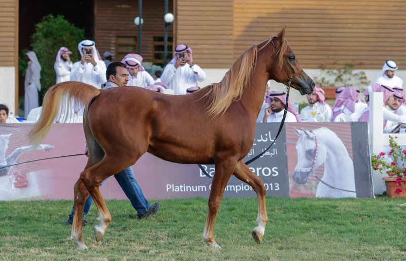 خيل عربي اصيل،اشهر الخيول العربيه في العالم 5788 7