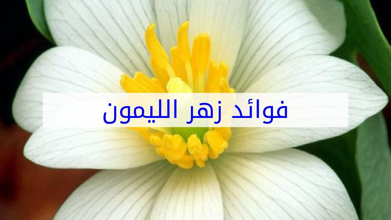 زهر الليمون 4453 1