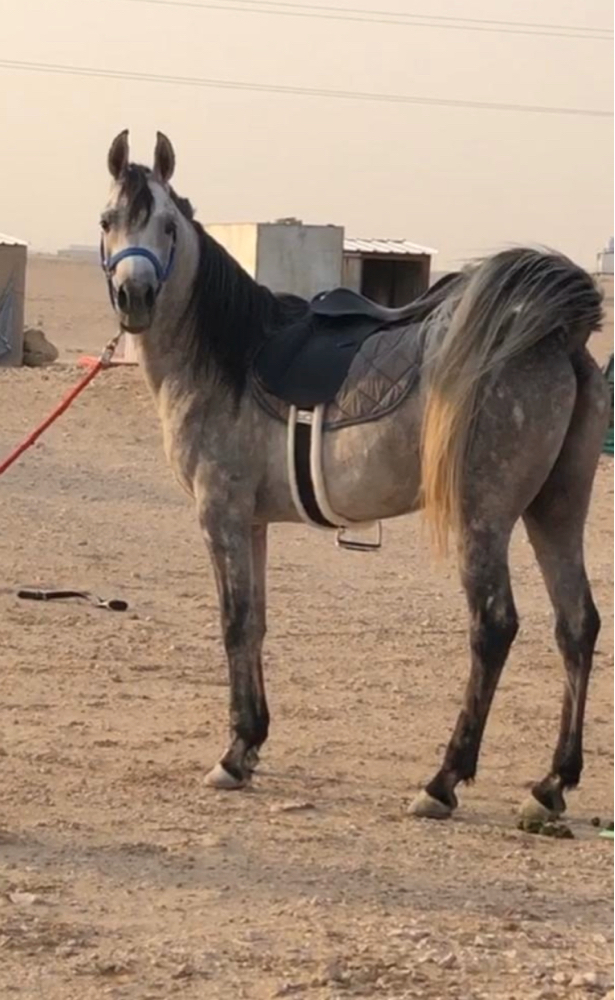 خيل عربي اصيل،اشهر الخيول العربيه في العالم 5788 10