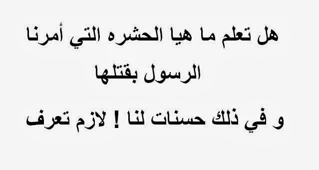 ما اسم الحشرة التي امر النبي بقتلها