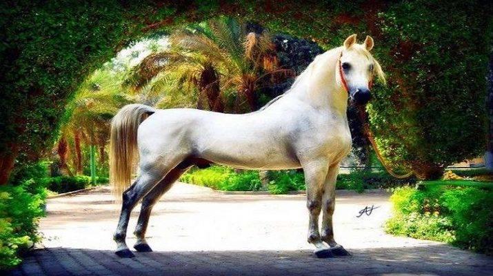 خيل عربي اصيل،اشهر الخيول العربيه في العالم 5788 6