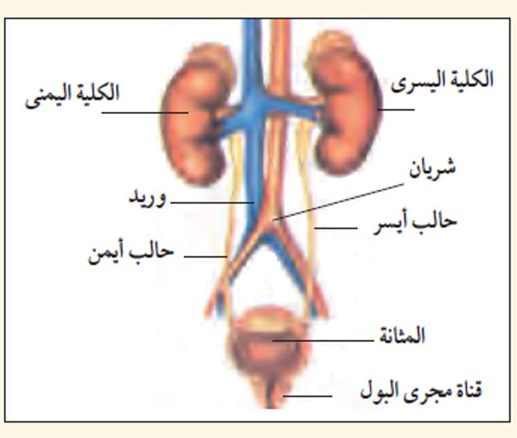 صور جسم الانسان،ما اجمل ابداع الله في خلقه 5756 3