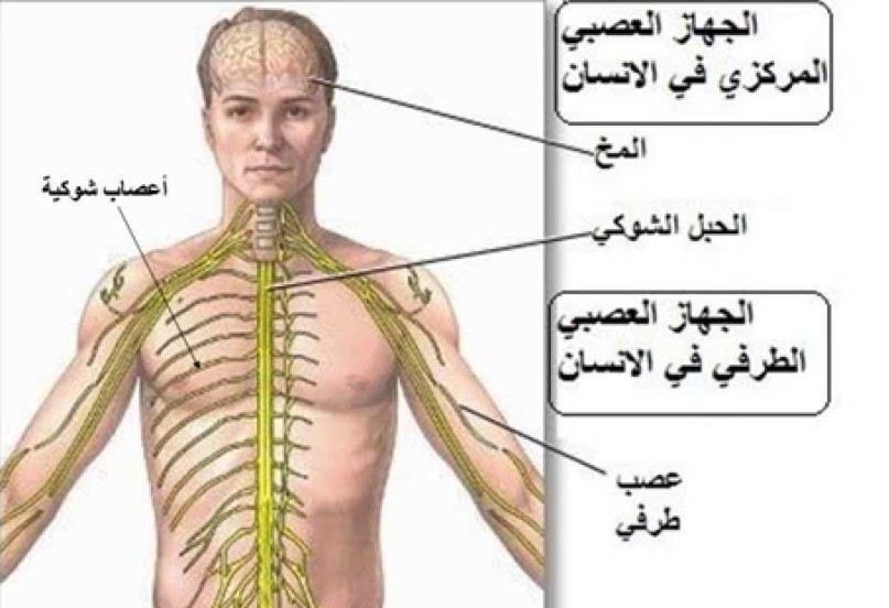 صور جسم الانسان،ما اجمل ابداع الله في خلقه 5756 4