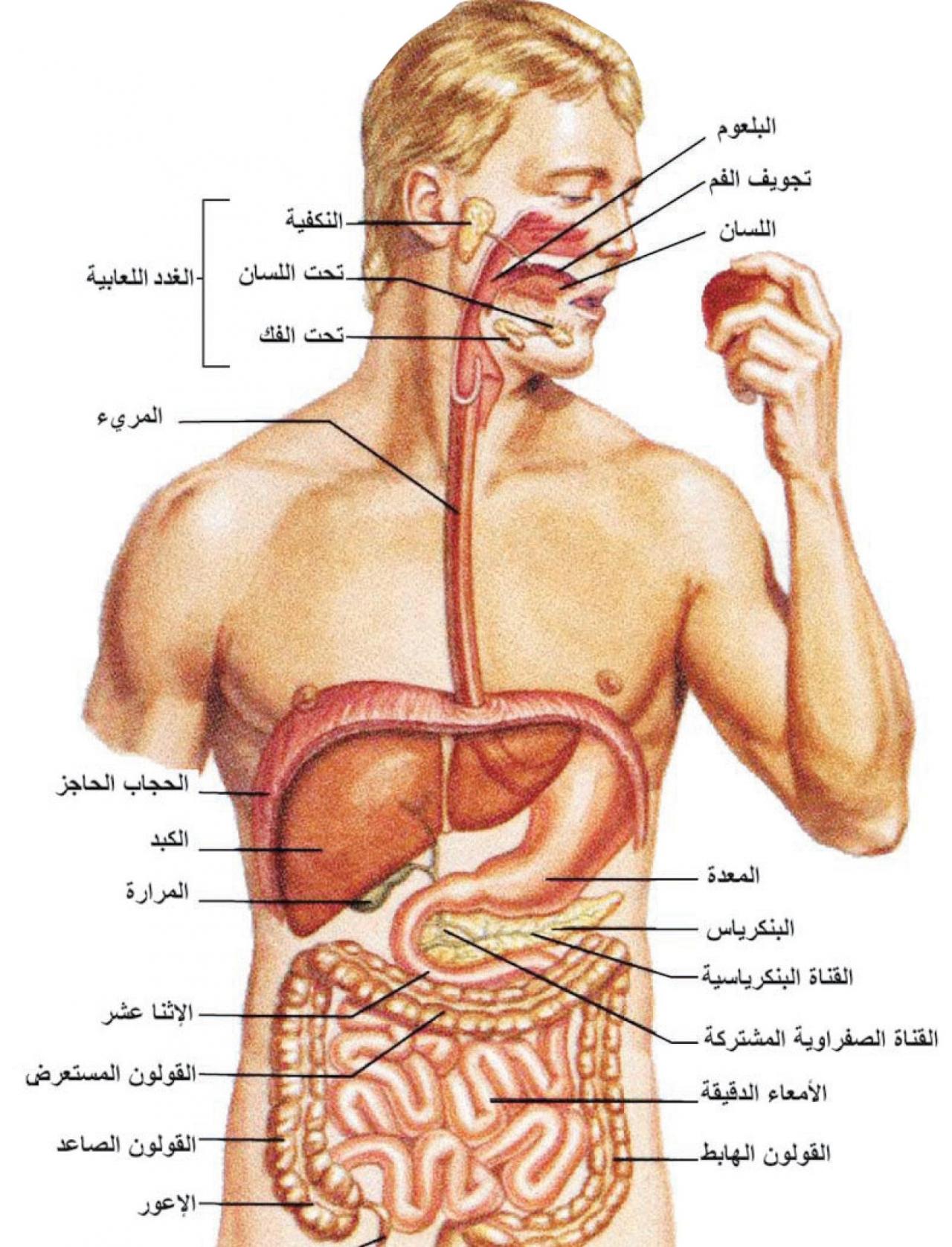 جسم الانسان بالصور - يوجد صوركثيرةلجسم الانسان 3220