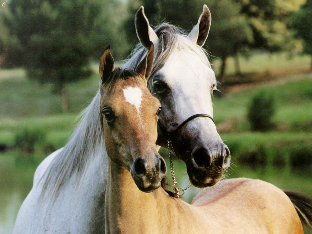 خيول عربية - صور خيول رائعة 703