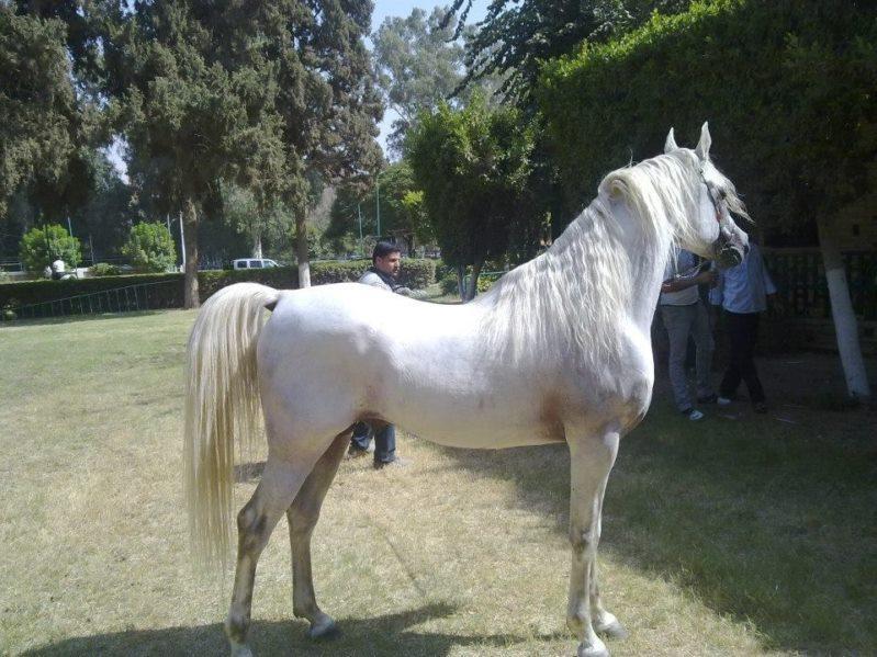 خيل عربي اصيل،اشهر الخيول العربيه في العالم 5788 2