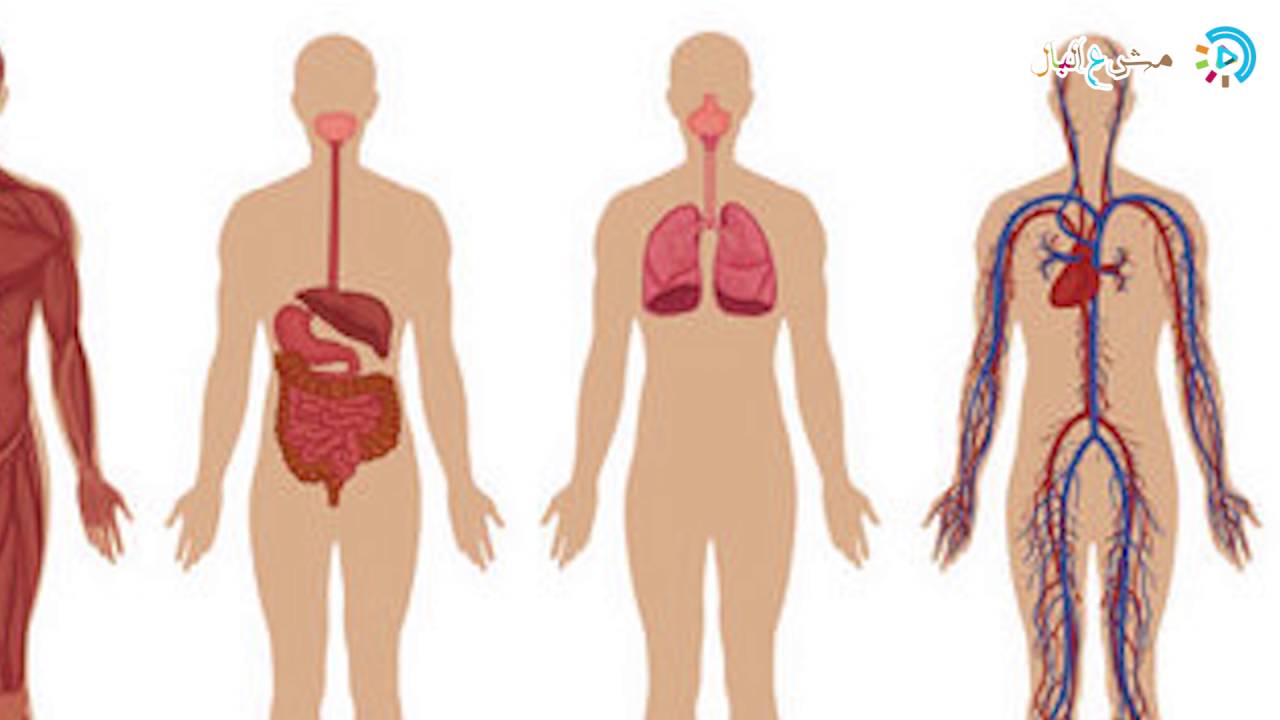 جسم الانسان بالصور - يوجد صوركثيرةلجسم الانسان 3220 1