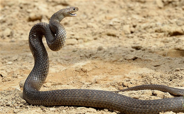 تفسير الحية في المنام , دلالة رؤية الحية في المنام