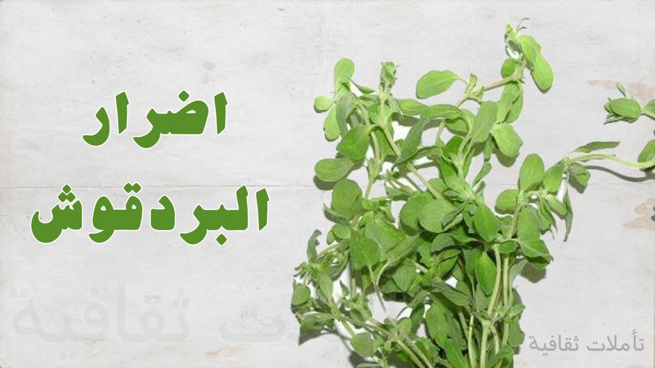 اضرار البردقوش - والبردقوش عدة اضرار 4273 1