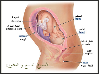 الشهر الثامن من الحمل , الاسبوع العشرون من الحمل