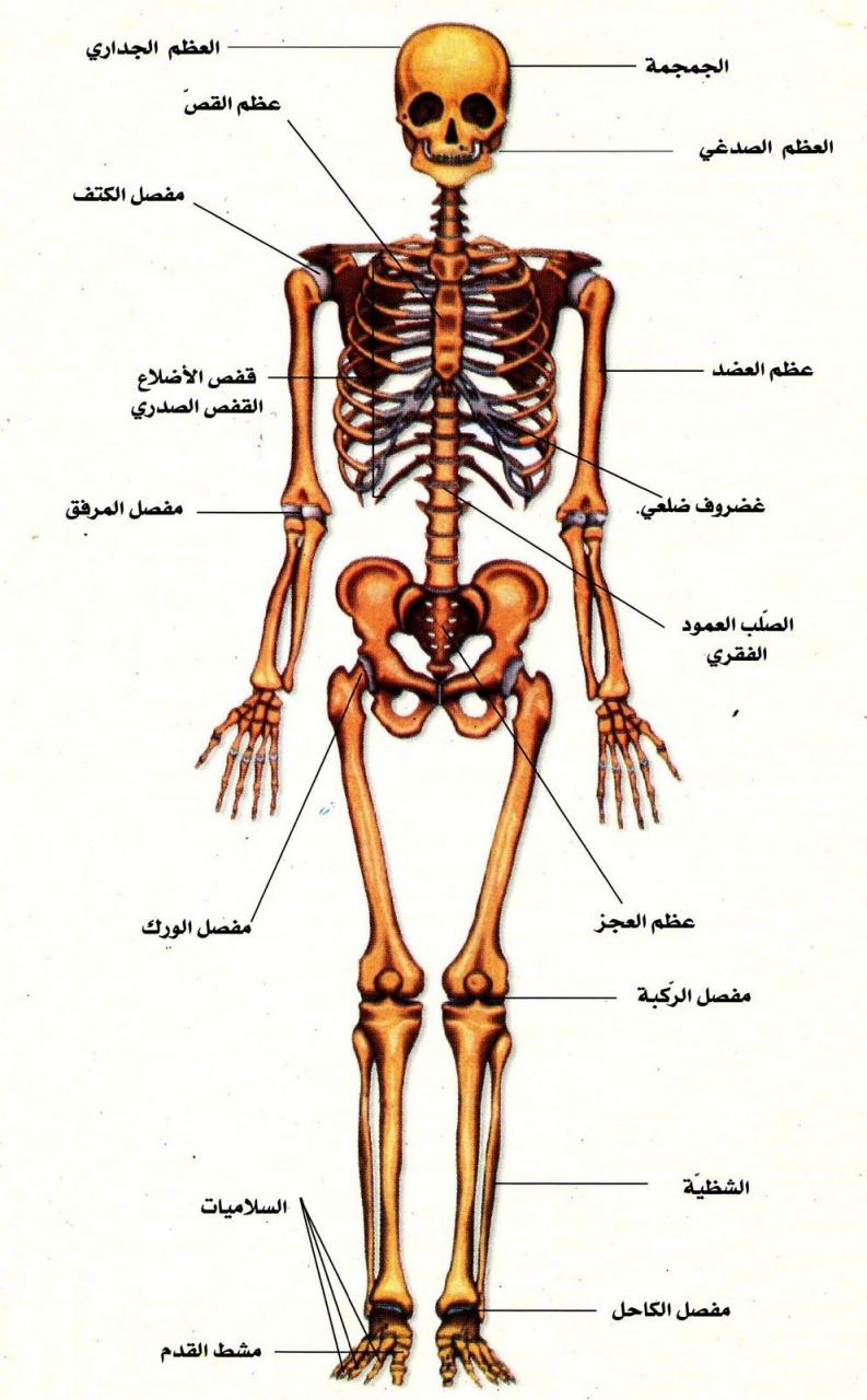 جسم الانسان بالصور - يوجد صوركثيرةلجسم الانسان 3220 6