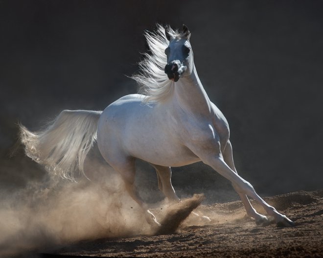 الخيل العربي الاصيل - اهم المعلومات عن الخيول العربية الاصيلة 1481 11