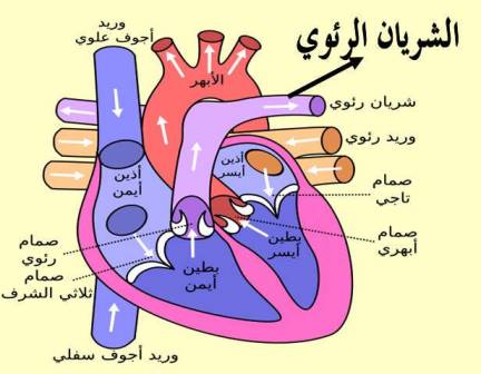 صور قلب الانسان - قلب الانسان 3986 6