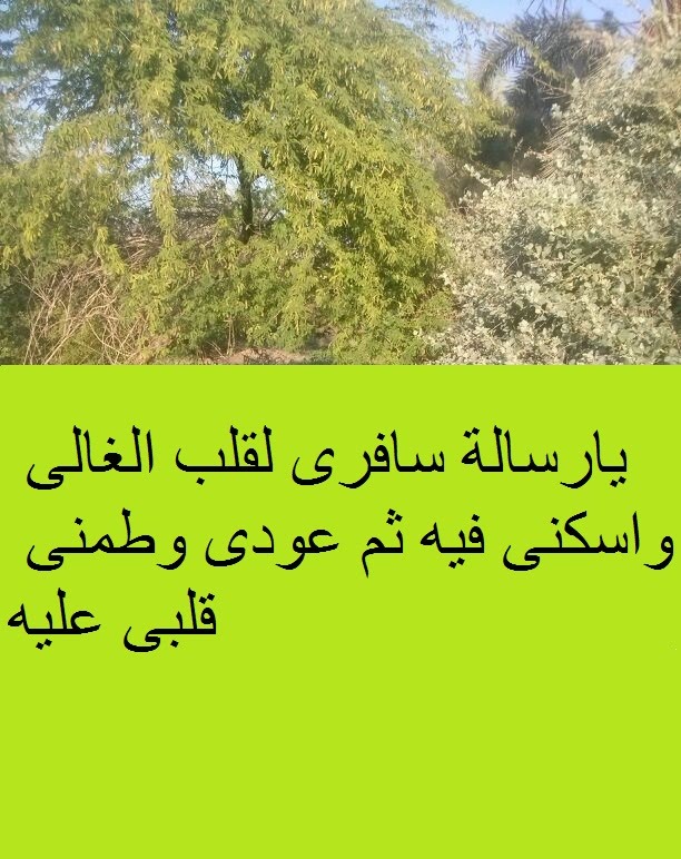 رسائل غرام - اجمل الرسائل الحب المعبره 3885 7