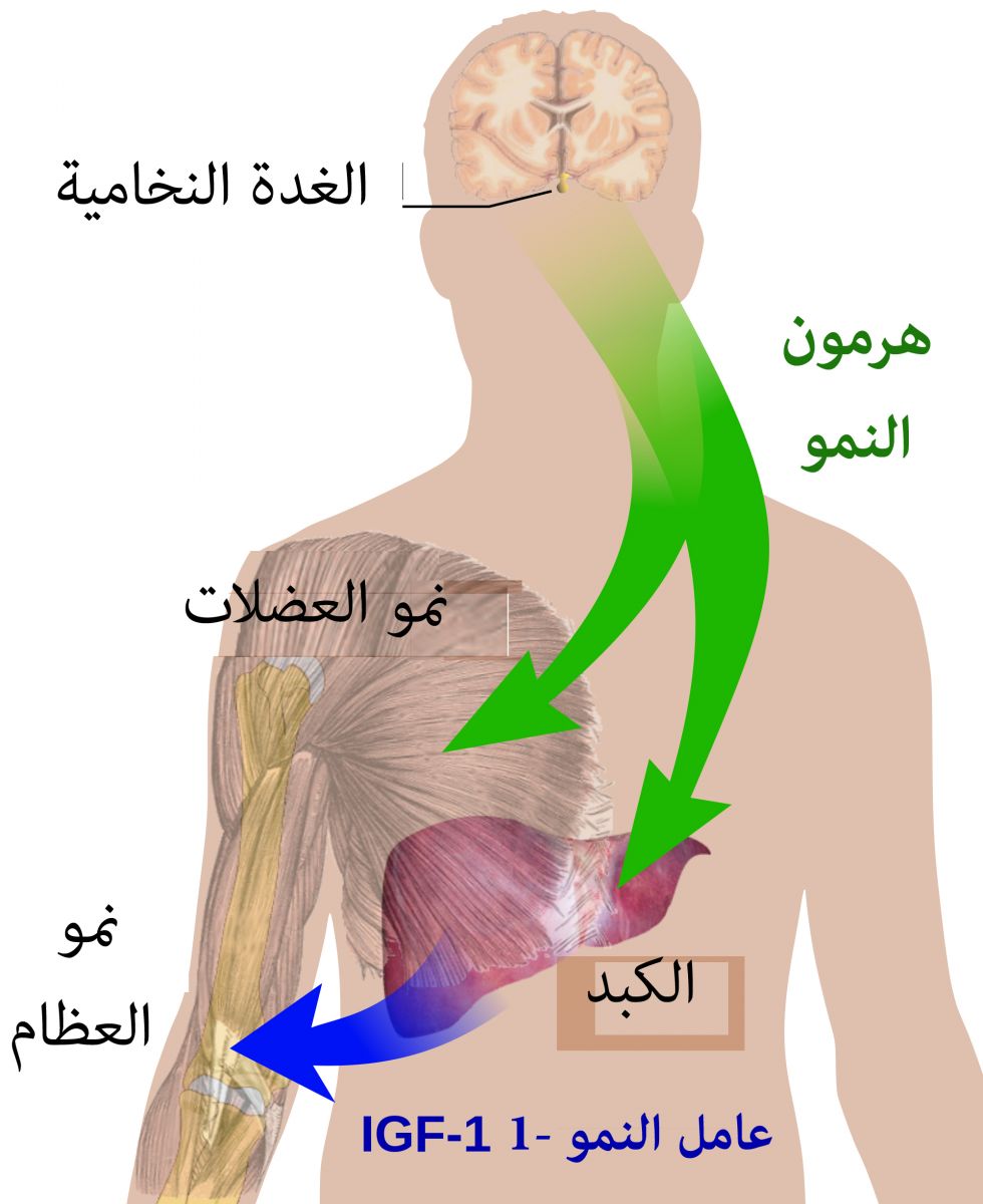 ماهي الغدة التي تفرز هرمون النمو , وظائف الغدة النخامية