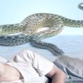 3446 3 الثعابين في المنام - تفسير رؤية الثعبان في الحلم جهاد غانم