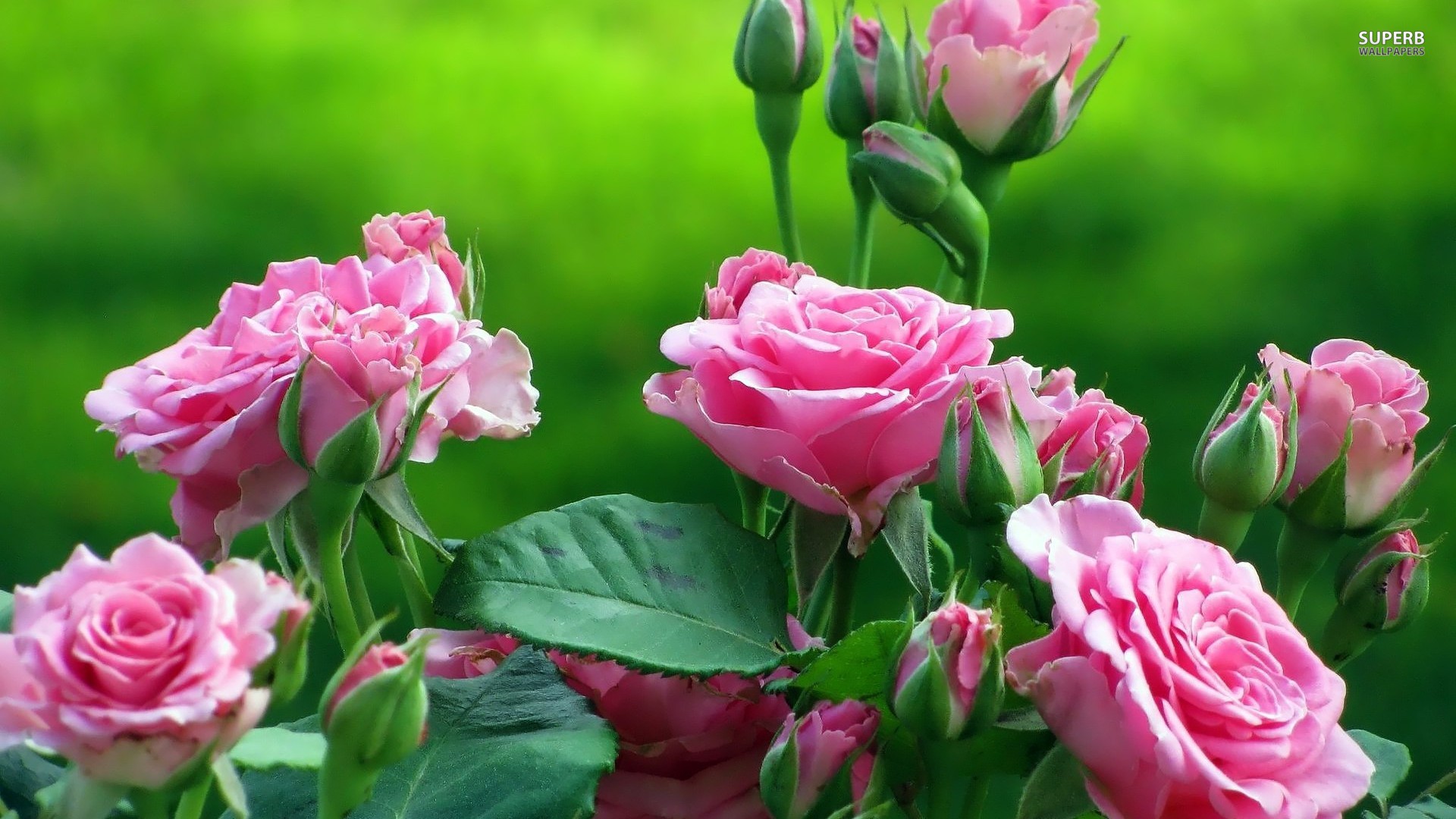 صور اجمل الورود اجمل باقات الورود باجمل الالوان بنات كول