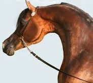 703 11 خيول عربية - صور خيول رائعة ولوف رماح