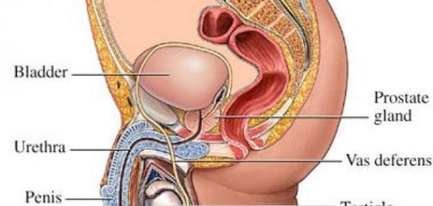 اسباب تضخم البروستاتا - تعريف البروستات 76 3