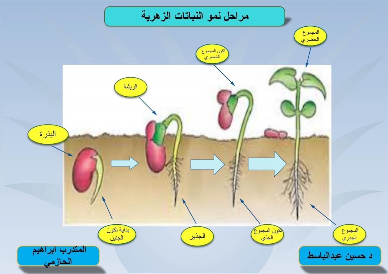 مطوية عن دورة حياة النبات