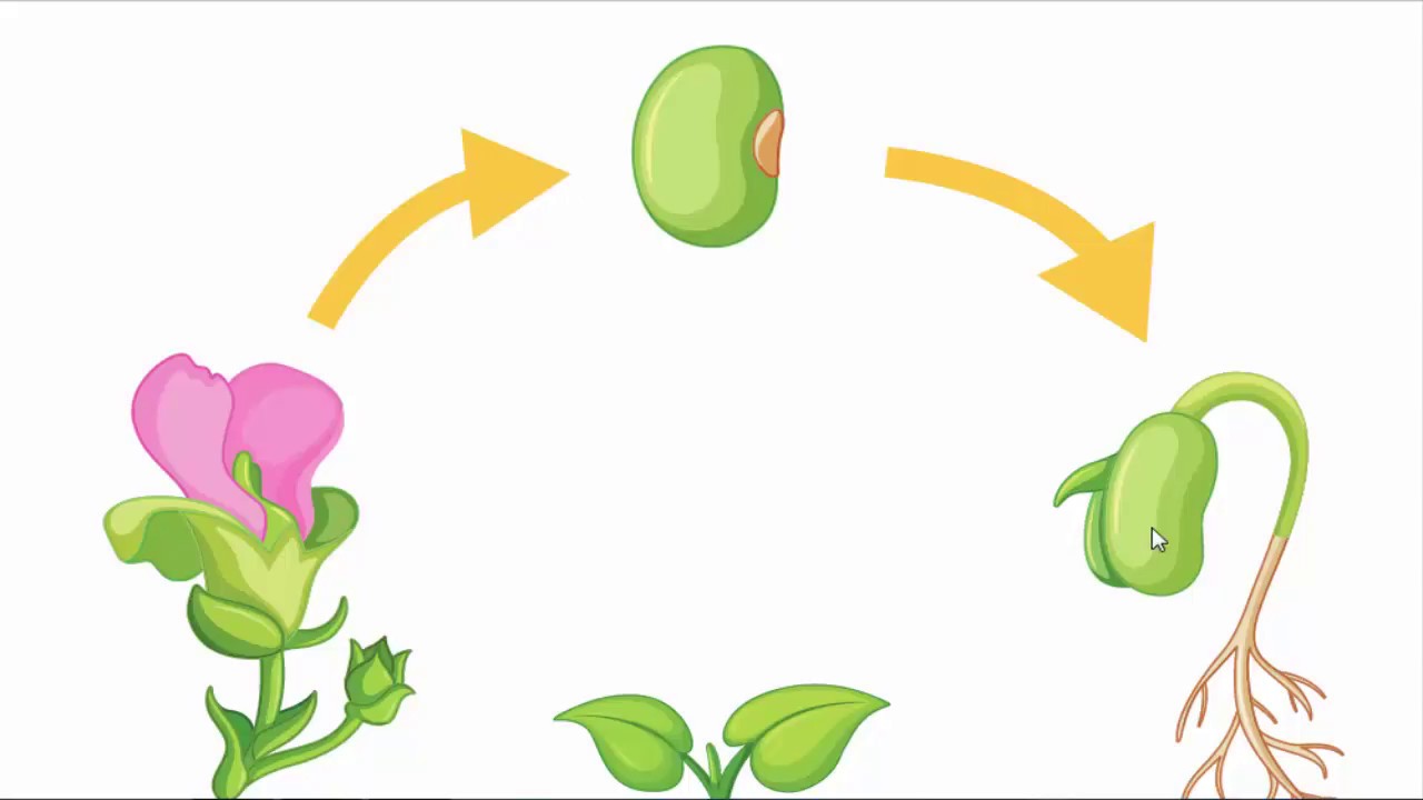 وإنتاجه كيفية نوعه نموه ، ثم يموت حياة النبات تبين دورة وعيشه من مزيدًا تبين دورة
